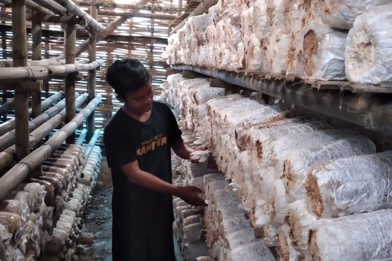 Ruang Budidaya Jamur Tiram, Jamur Baru Dipanen. Foto: Moh. Tamimi/Mongabay Indonesia