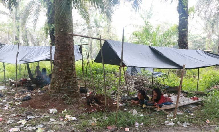 Orang Rimba hidup di bawah sudung, semacam tenda dari terpal dan kayu. Mereka hidup berpindah-pindah mencari apapun yang bisa untuk bertahan hidup. Foto: Pailin Wedel untuk Human Rights Watch