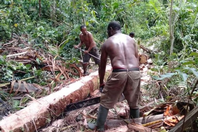Petani sedang tebang sagu. Foto: Asrida Elisabeht/ Mongabay Indonesia