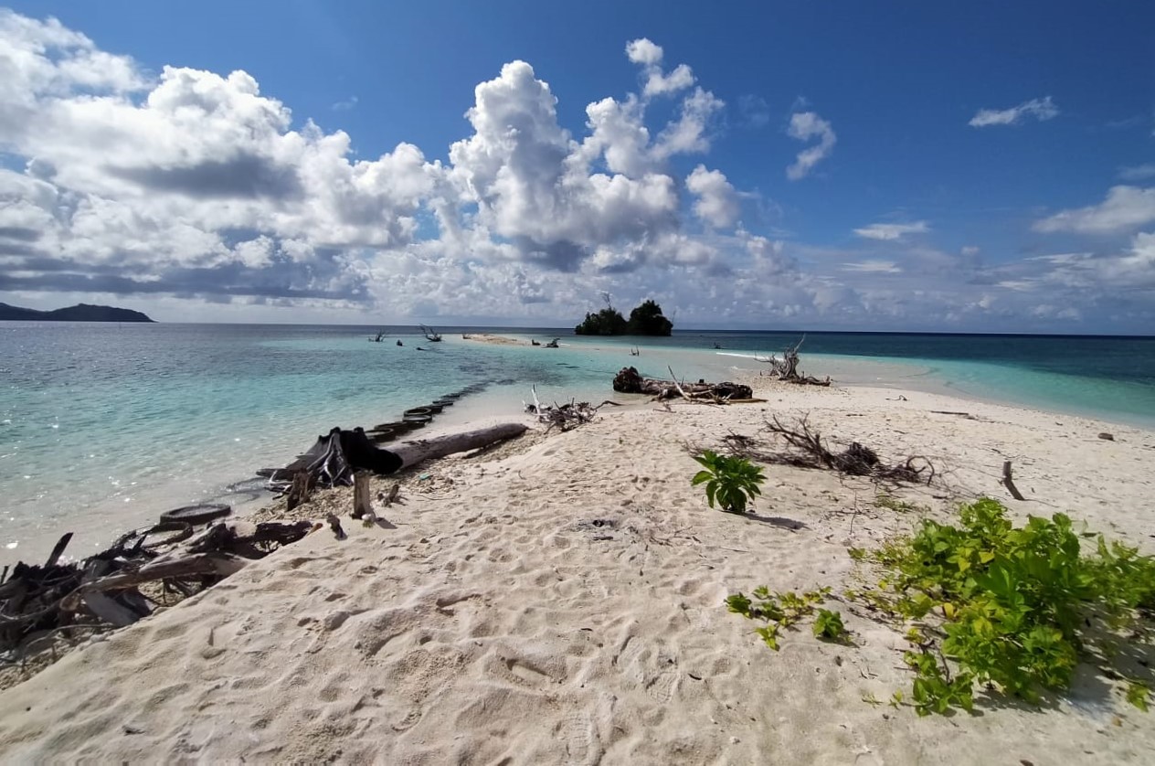 Pepohonan bertumbangan tersapu air laut di Pulau Pagama. Foto: Wandi Buamona