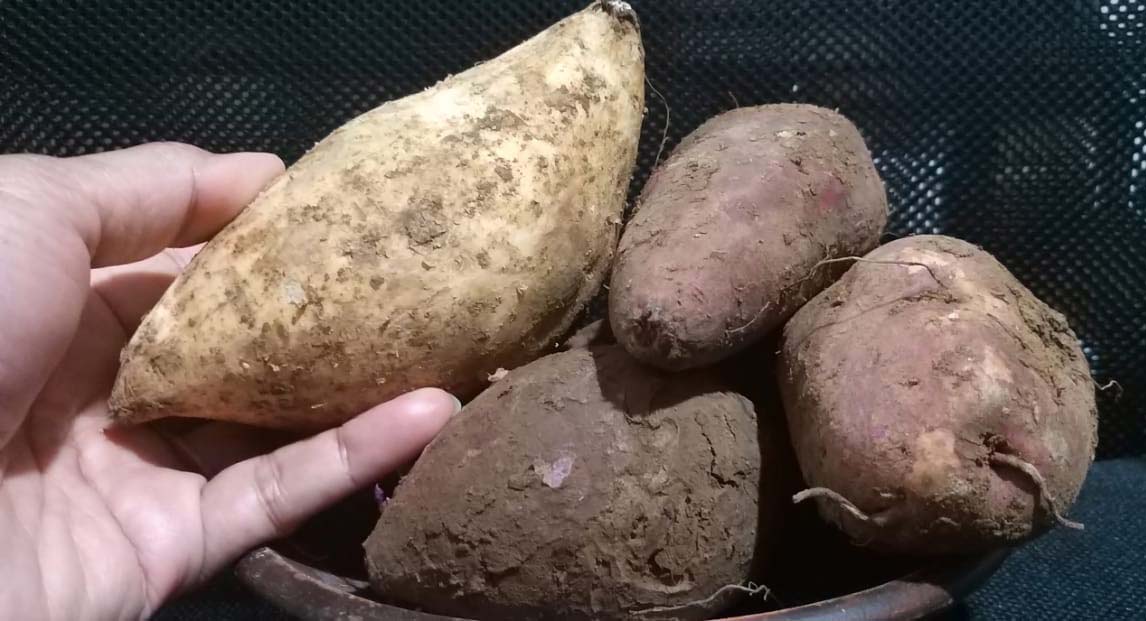 Ubi. Beragam jenis ubi ada di negeri ini. Mengapa semua harus seragam dengan beras kalau beragam sumber pangan tersedia? Foto: Sapariah Saturi/ Mongabay Indonesia