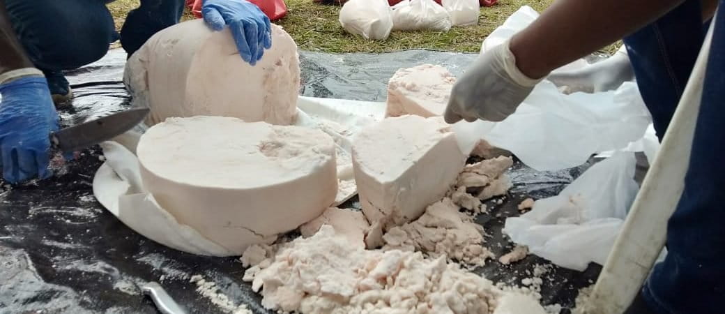 Sagu, salah satu sumber pangan lokal yang banyak tumbuh di daerah-daerah di nusantara ini, seperti Riau, Papua, Maluku dan lain-lain. Tanaman sagu, antara lain yang cocok di lahan gambut. Foto: Asrida Elisabeth/ Mongabay Indonesia