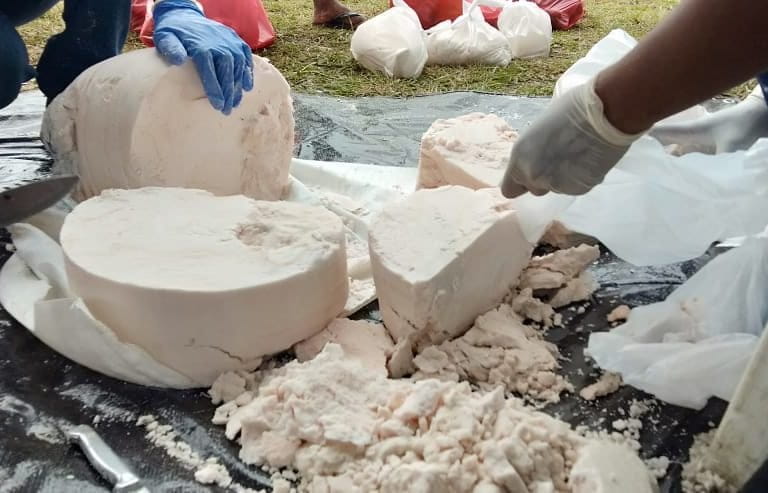 Sagu, salah satu sumber pangan lokal yang banyak tumbuh di daerah-daerah di nusantara ini, seperti Riau, Papua, Maluku dan lain-lain. Tanaman sagu, antara lain yang cocok di lahan gambut. Foto: Asrida Elisabeth/ Mongabay Indonesia