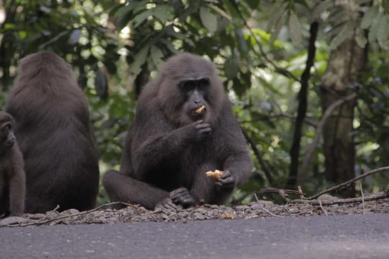 Macaca maura, banyak turun dari hutan dan duduk di pinggir jalan lintas Maros, menanti pengemudi jalan memberi pakan.Mereka tak takut bertemu manusia, bahkan mendekat, berharap ada sisa makanan buat mereka. Di tengah pandemi Corona ini, kondisi Macaca makin terancam. Foto: Eko Rusdianto/ Mongabay Indonesia
