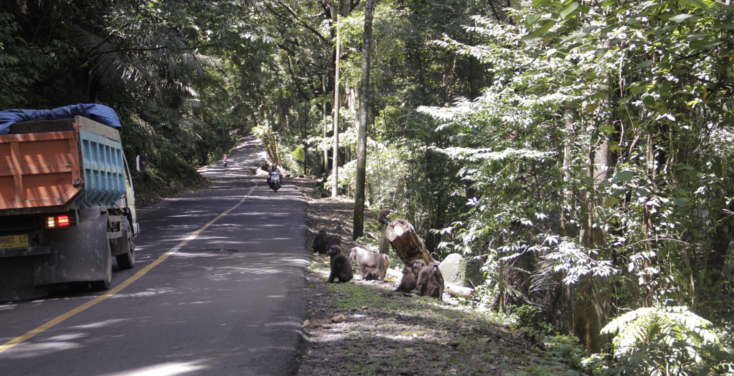 Macaca berkumpul di tepi jalan, sudah 'akrab' dengan manusia yang biasa melintas dan memberi makanan. Foto: Eko Rusdianto/ Mongabay Indonesia