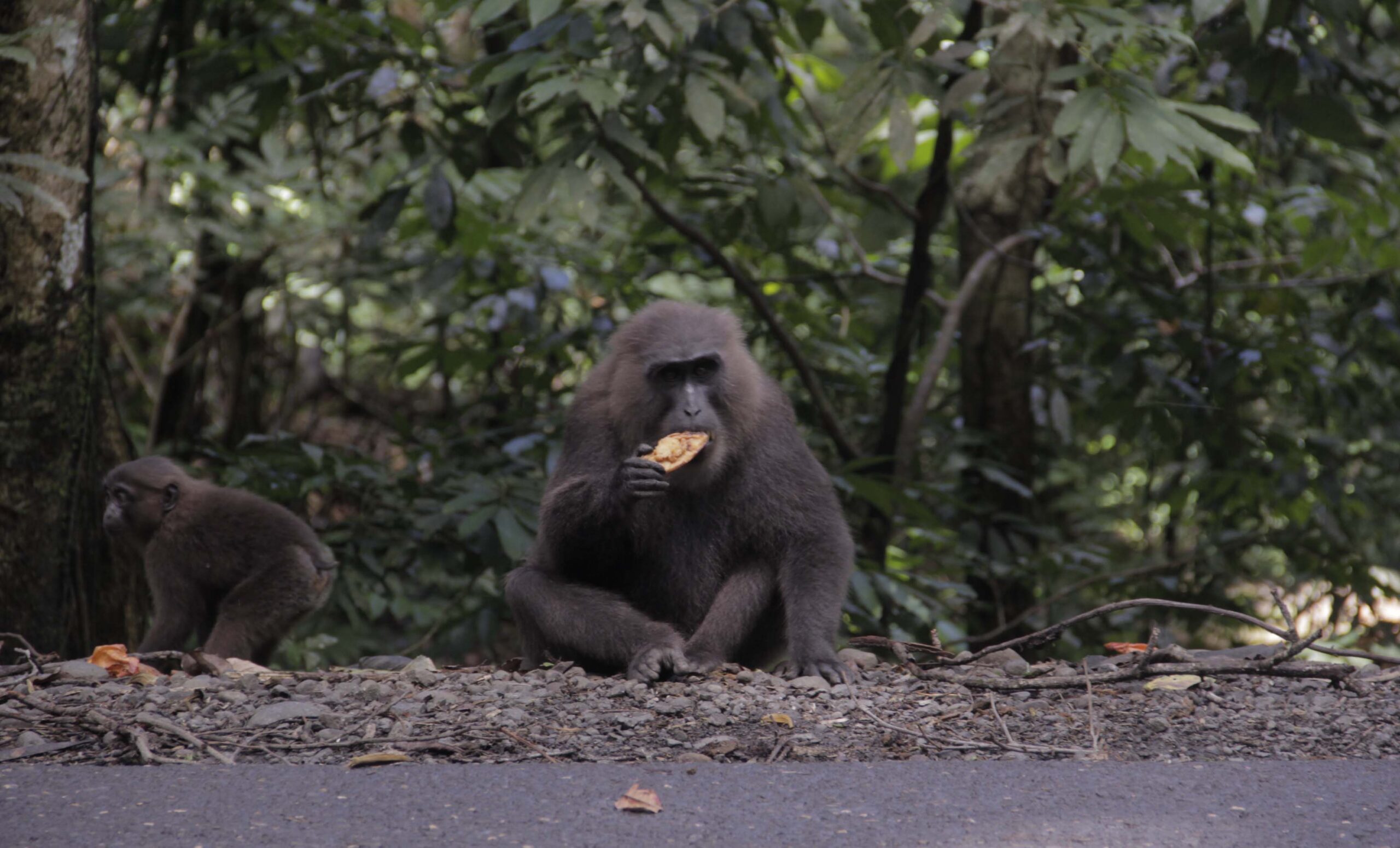 Macaca sedang makan makanan yang diberikan pengendara di jalan lintas Maros. Foto: Eko Rusdianto/ Mongabay Indonesia