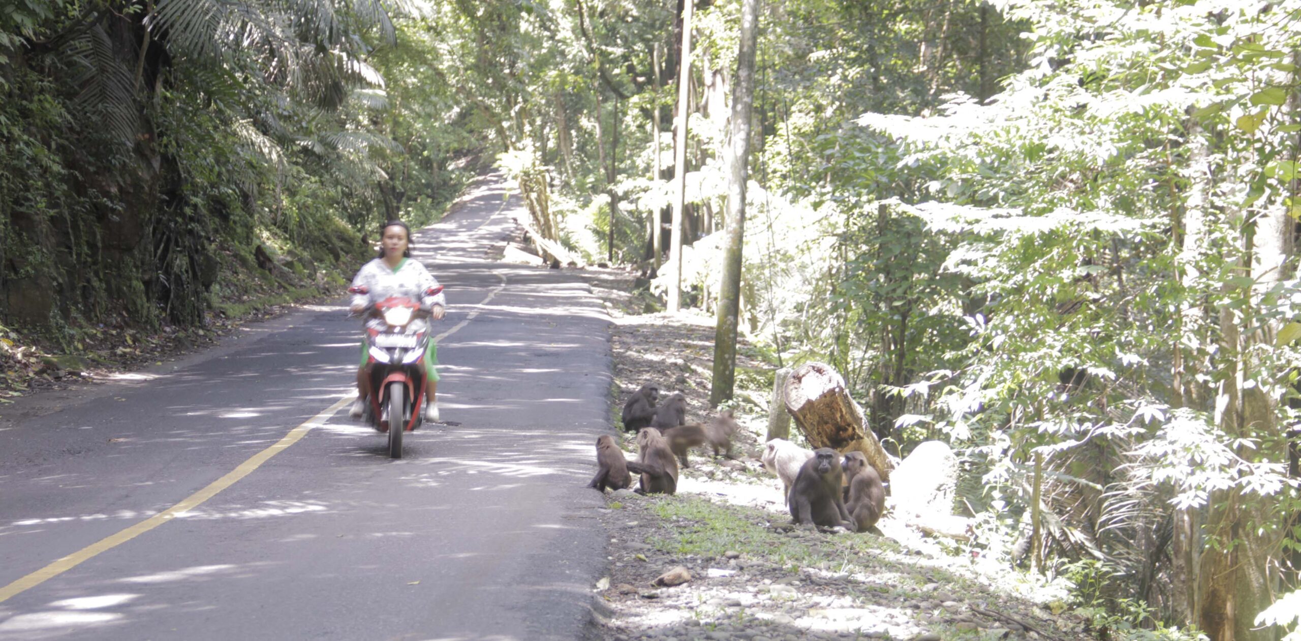 Macaca yang menanti pengendara memberikan makanan di tepi jalan. Foto: EKo Rusdianto/ Mongabay Indonesia