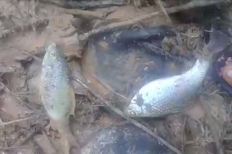 Ikan yang ma dampak banjir lumpur di sungai. Foto: Brosel Muri