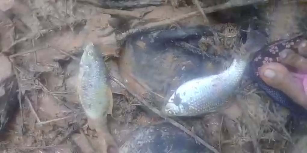 Ikan yang ma dampak banjir lumpur di sungai. Foto: Brosel Muri