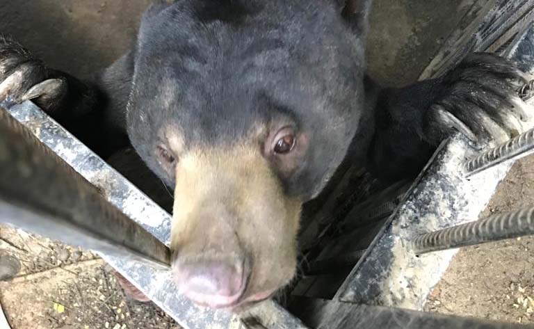 Beruang madu di Pusat Penyelamatan Satwa Yogyakarta yang sempat lepas beberapa jam. Foto: WRC Yogyakarta