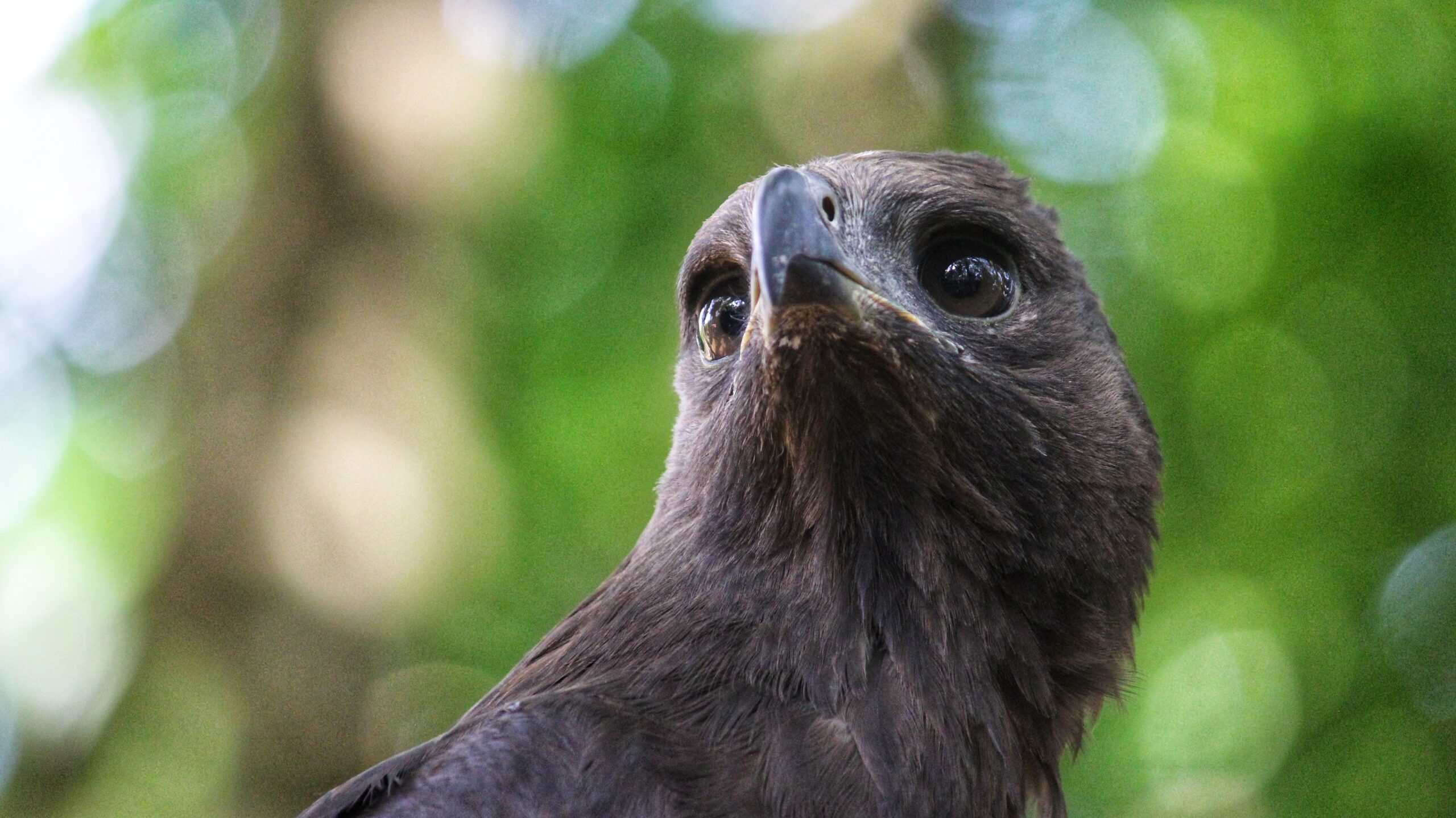 Burung elang di Medan Zoo,. Pengelola Medan Zoo, mulai kesulitan anggaran untuk pakan satwa. Foto: Ayat S Karokaro/Mongabay Indonesia