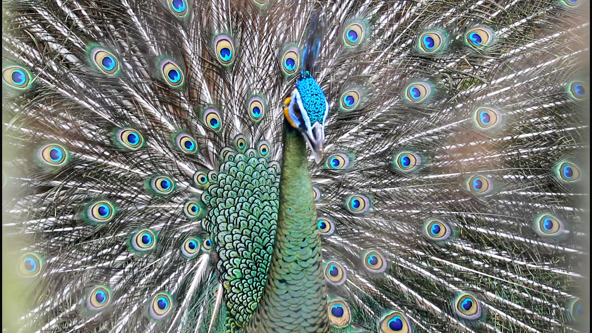 Merak hijau di Medan Zoo. Foto: Ayat S Karokaro/ Mongabay Indonesia