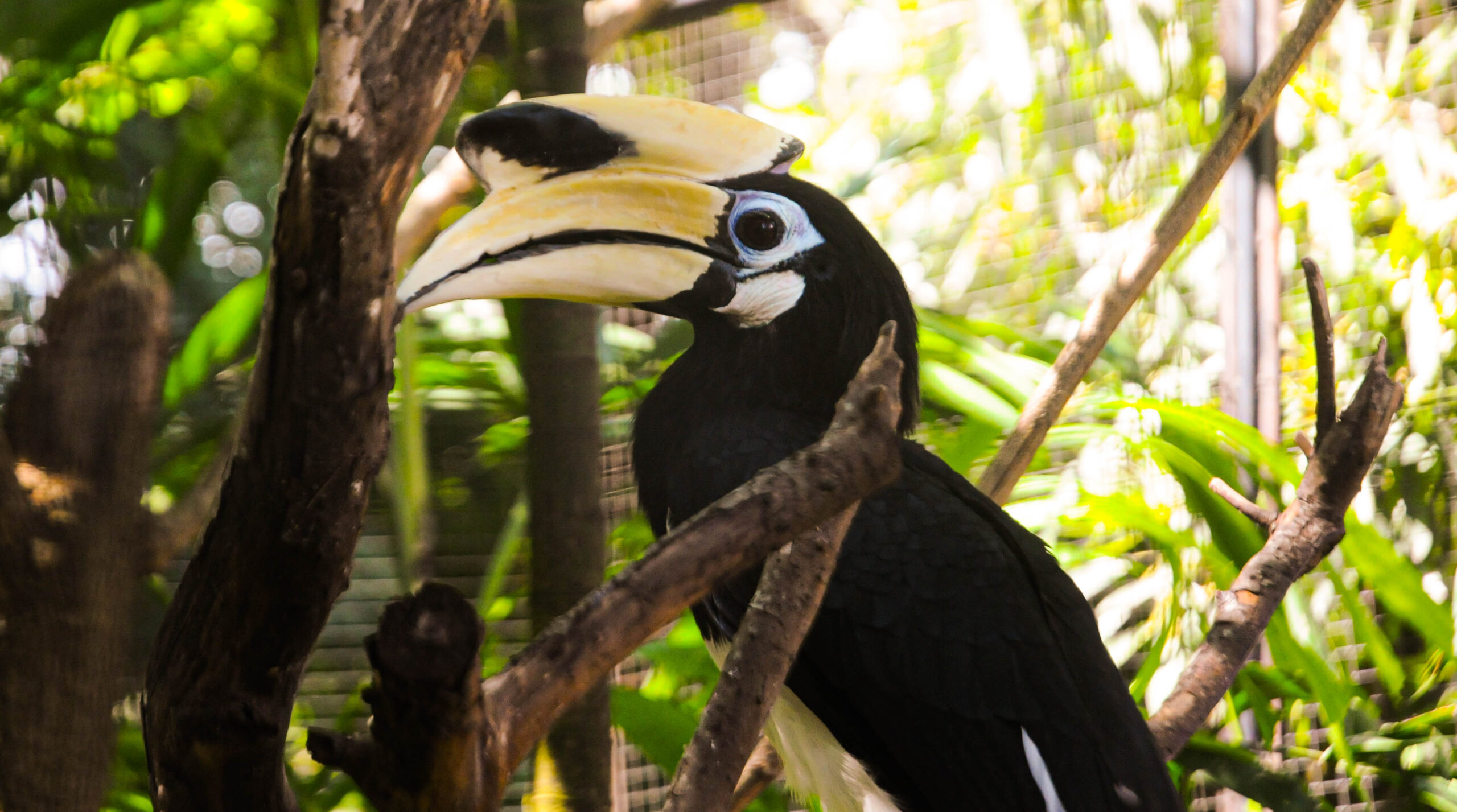 Kangkareng koleksi Gowa Discovery Park . Foto: Eko Rusdianto/ Mongabay Indonesia