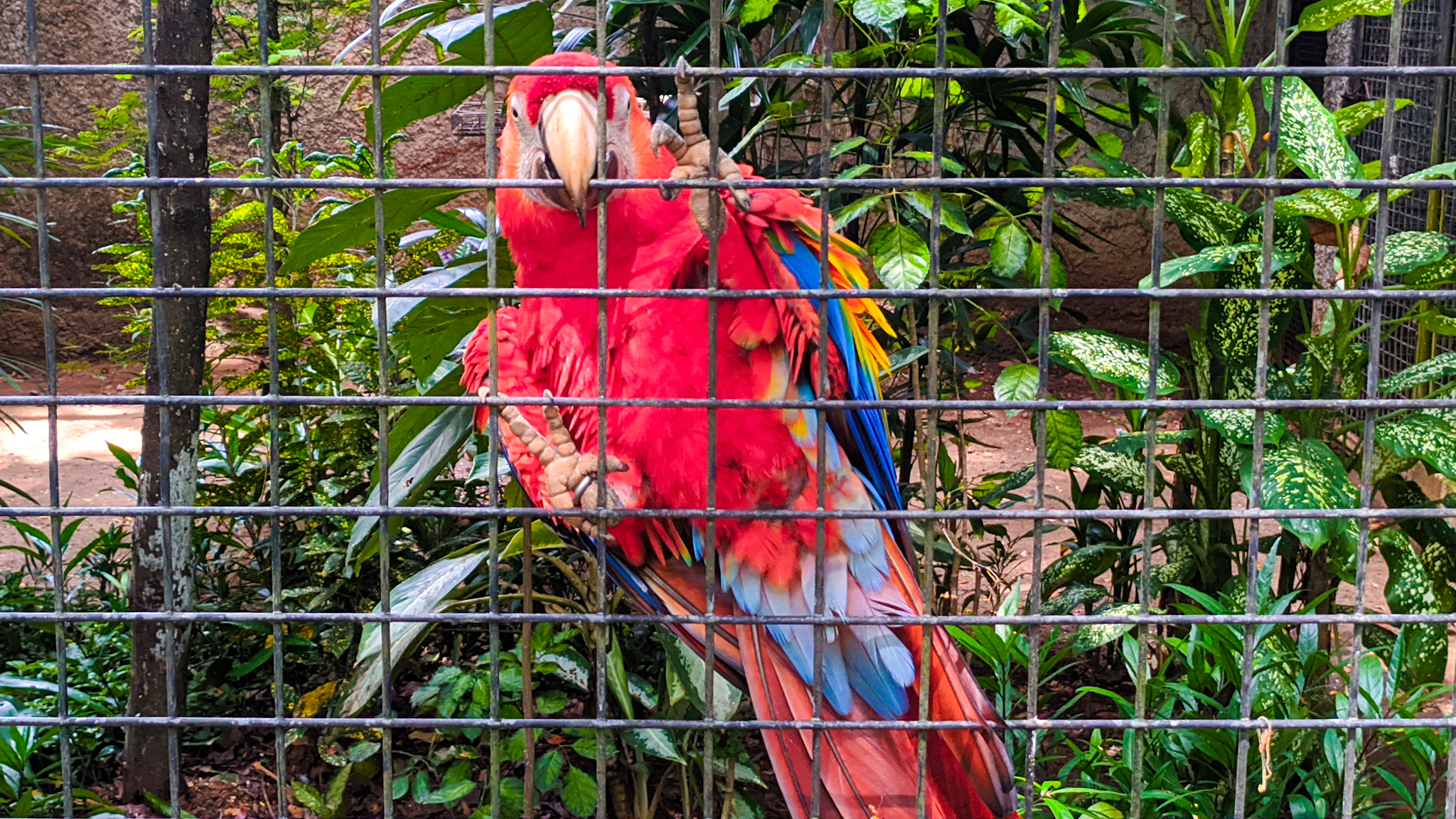 Burung makaw. Foto: Agus Mawan/ Mongabay Indonesia