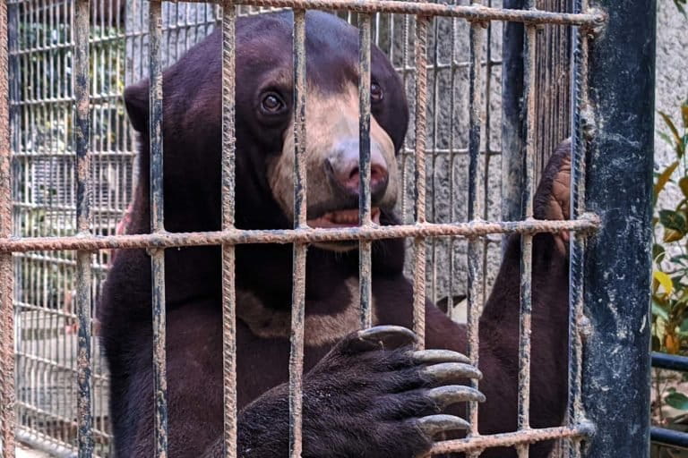 Rambo, beruang madu di Gowa Discovery Park . Foto: Agus Madan/ Mongabay Indonesia