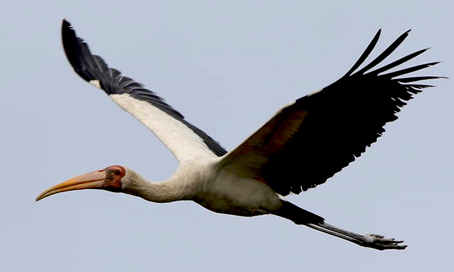 Kokrakli ayol uy sotadi