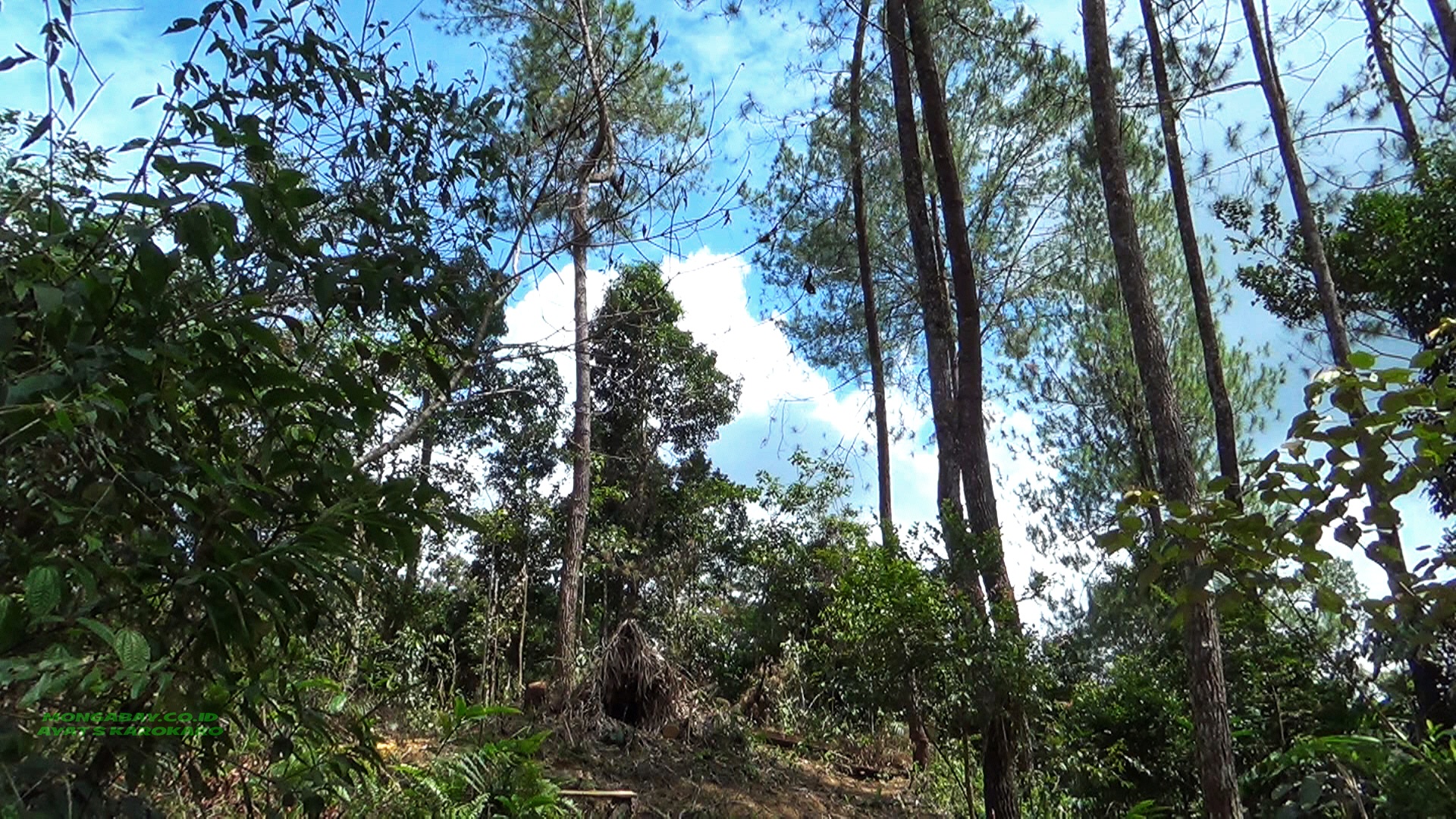 Pohon kemenyan di antara pepohonan alam yang lain. Foto: Ayat S Karokaro/ Mongabay Indonesia