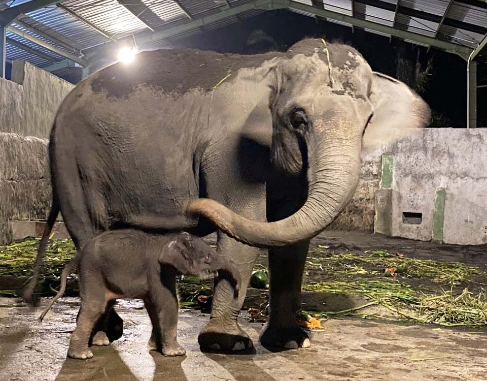 Bayi gajah sesaat setelah lahir. Foto: Gembira Loka