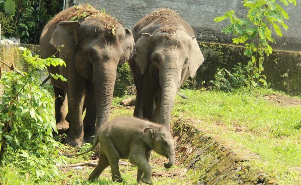 Arinta, bersama induknya, Sinta dan tante Natasya. Foto: Gembira Loka