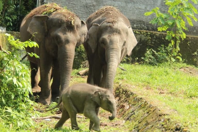 Arinta, bersama induknya, Sinta dan tante Natasya. Foto: Gembira Loka