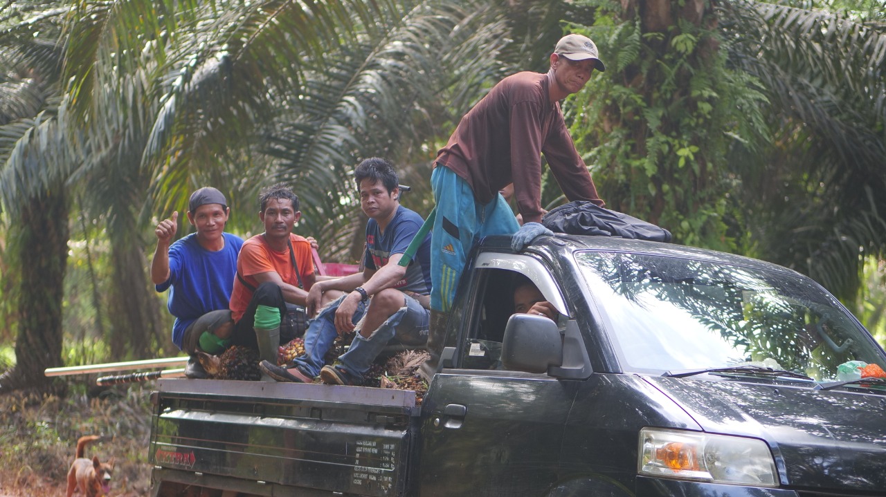 Kelompok Tani Sahai Hapakat saat bergerak menggelar aksi panen massal pada 22 Januari 2020. Aksi ini sebagai bentuk perlawanan mereka kepada PT. HMBP yang tidak juga merealisasikan penyerahan lahan sesuai janji. Foto: Herlianto/SOB