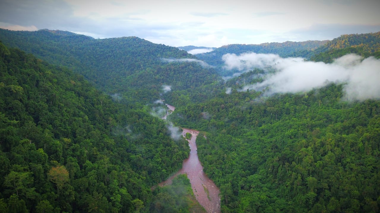 Hutan lebat di TNAL bisa jadi terapi hutan (forest healing). Foto: Sofyan Ansar dari TNAL