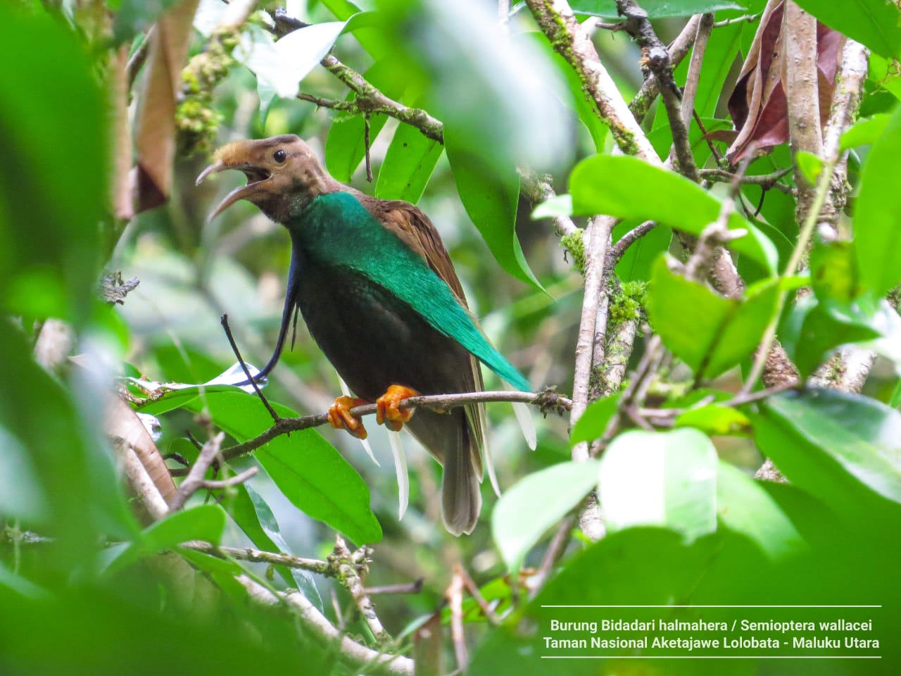 Burung bidadari. Foto: Sofyan Ansar dari TNAL