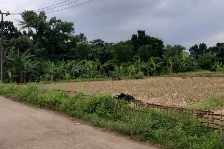 Lahan pertanian di Cikupa, Tangerang. Di dekat kawasan ini sudah banyak komplek perumahan terbangun.Dengan dalih pembangunan kawasan, jangan sampai mengorbankan lahan pangan menyusut dan rumah air seperti situ atau danau . Foto: Sapariah Saturi/ Mongabay Indonesia
