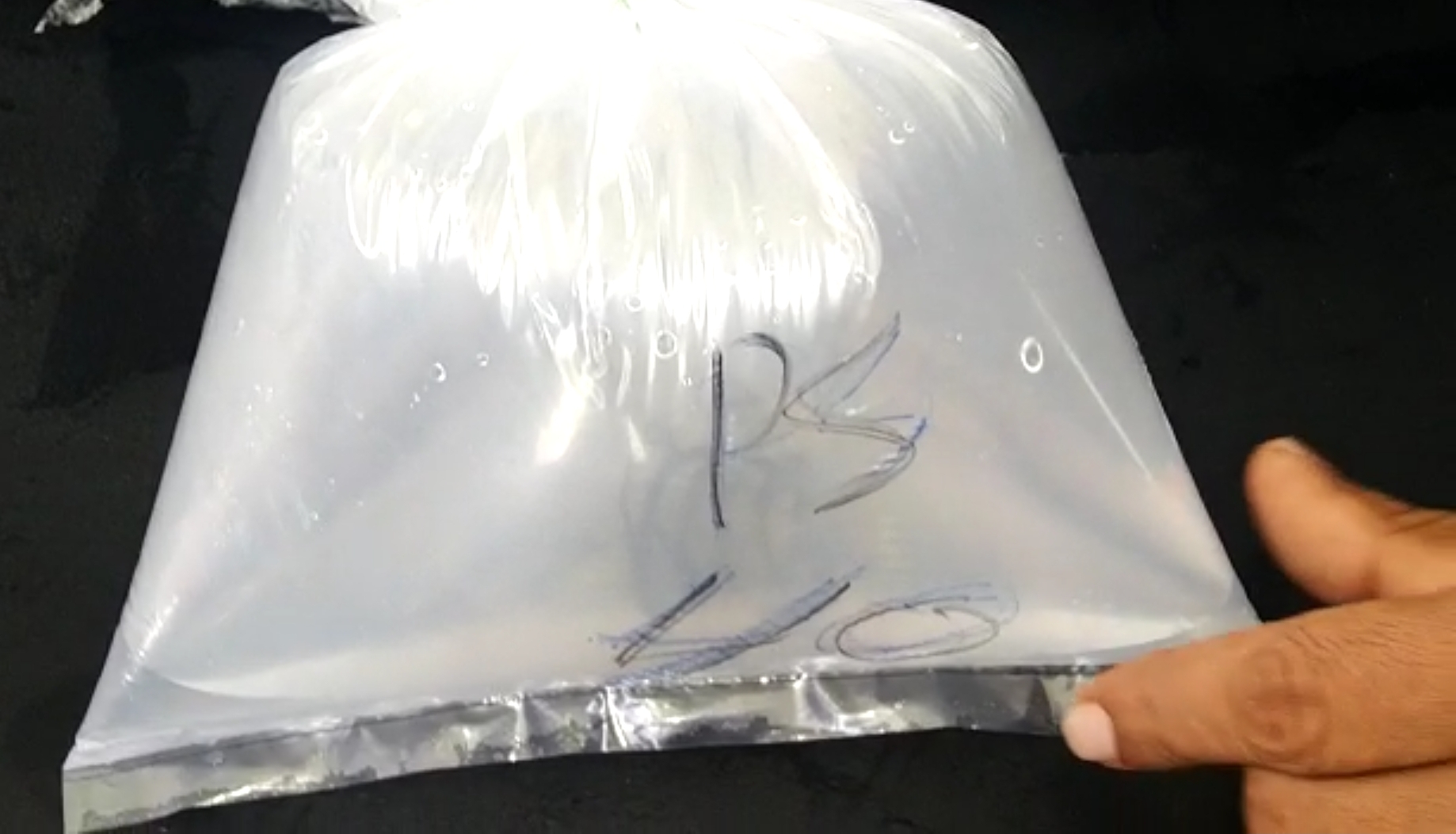 Lobster sitaan polisi di Jambi. Foto: Polres Tanjung Jabung Barat