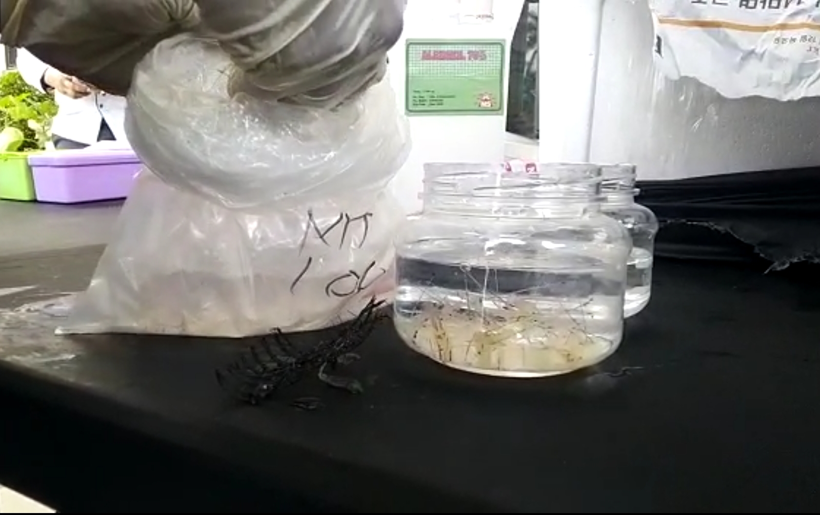 Anakan lobster sitaan tim Petir polisi di Jambi. Foto: Polres Tanjung Jabung Barat 