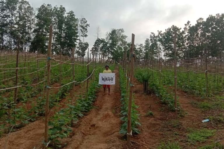 Tanaman di lahan petani, yang bersengketa dengan PT WKS. Foto: Walhi Jambi