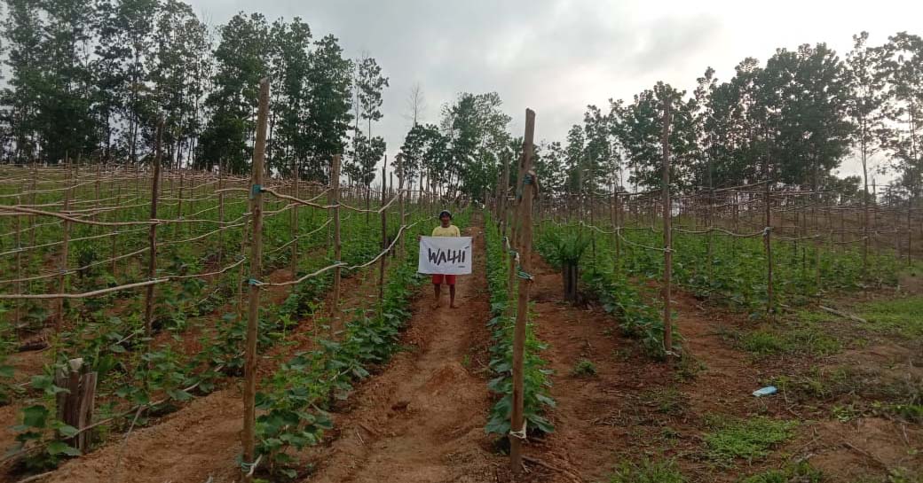 Tanaman di lahan petani, yang bersengketa dengan PT WKS. Foto: Walhi Jambi