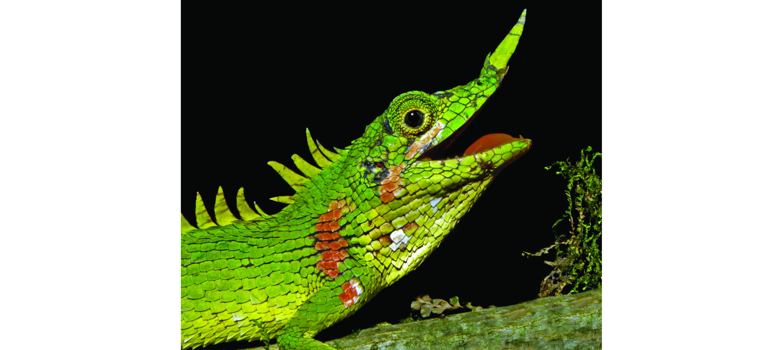 Kadang hidung lancip langka yang sudah hampir 130 tahun tak pernah ditemukan kini muncul lagi. Foto: Chairunnas Adha Putra.