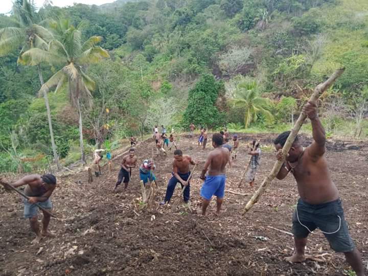Para mahasiswa pun kembali berkebun tanam pangan lokal. Foto: Yan Degowan