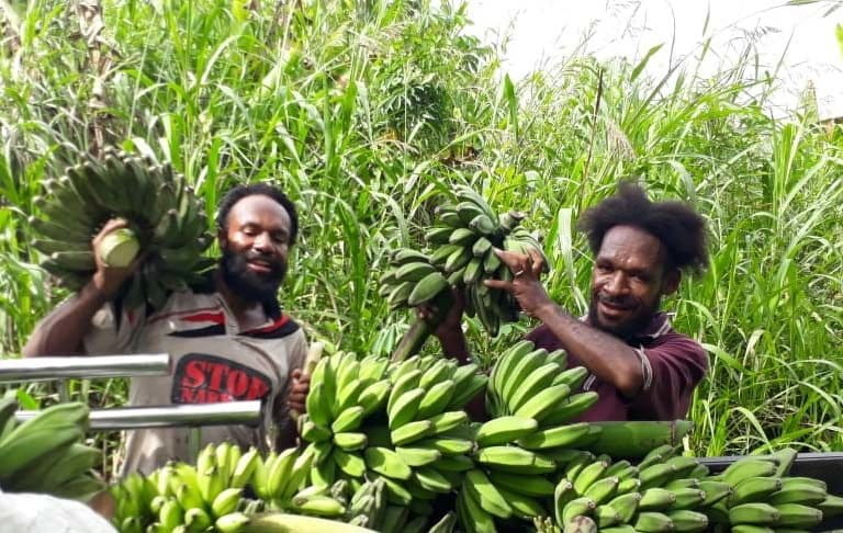 Pisang, salah satu sumber pangan yang banyak ditanam orang Papua. Foto: Yan Legowan