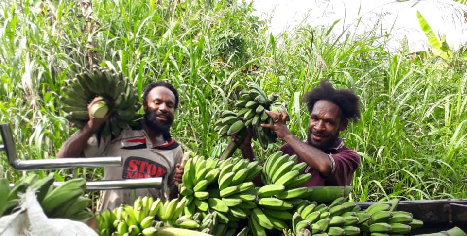 Pisang, salah satu sumber pangan yang banyak ditanam orang Papua. Foto: Yan Legowan