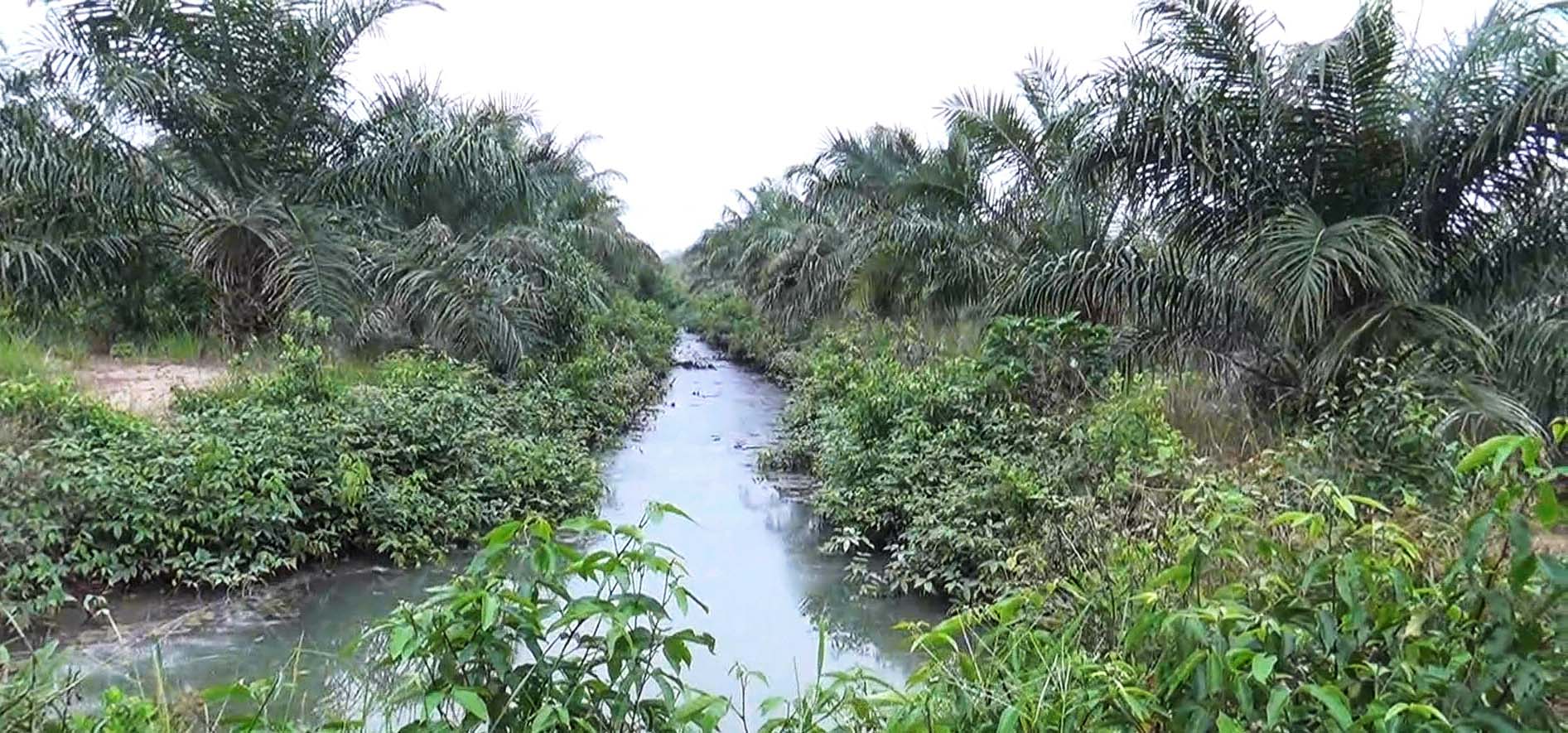 Hutan mangrove di Suaka Margasatwa Karang Gading jadi kebun sawit. Foto: Ayat S Karokaro/ Mongabay Indonesia