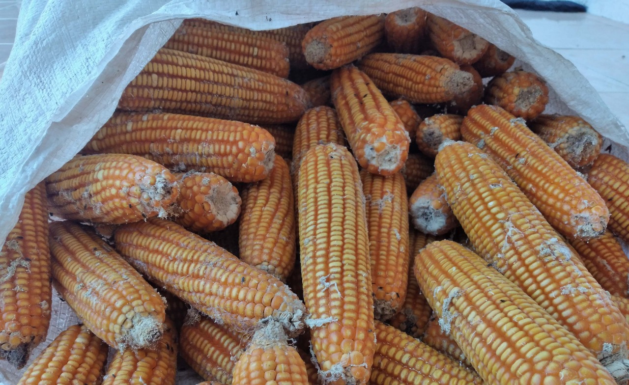 Jagung hibrida, tak tahan disimpan, mudah kena hama. Foto: Moh Tamimi/ Mongabay Indonesia