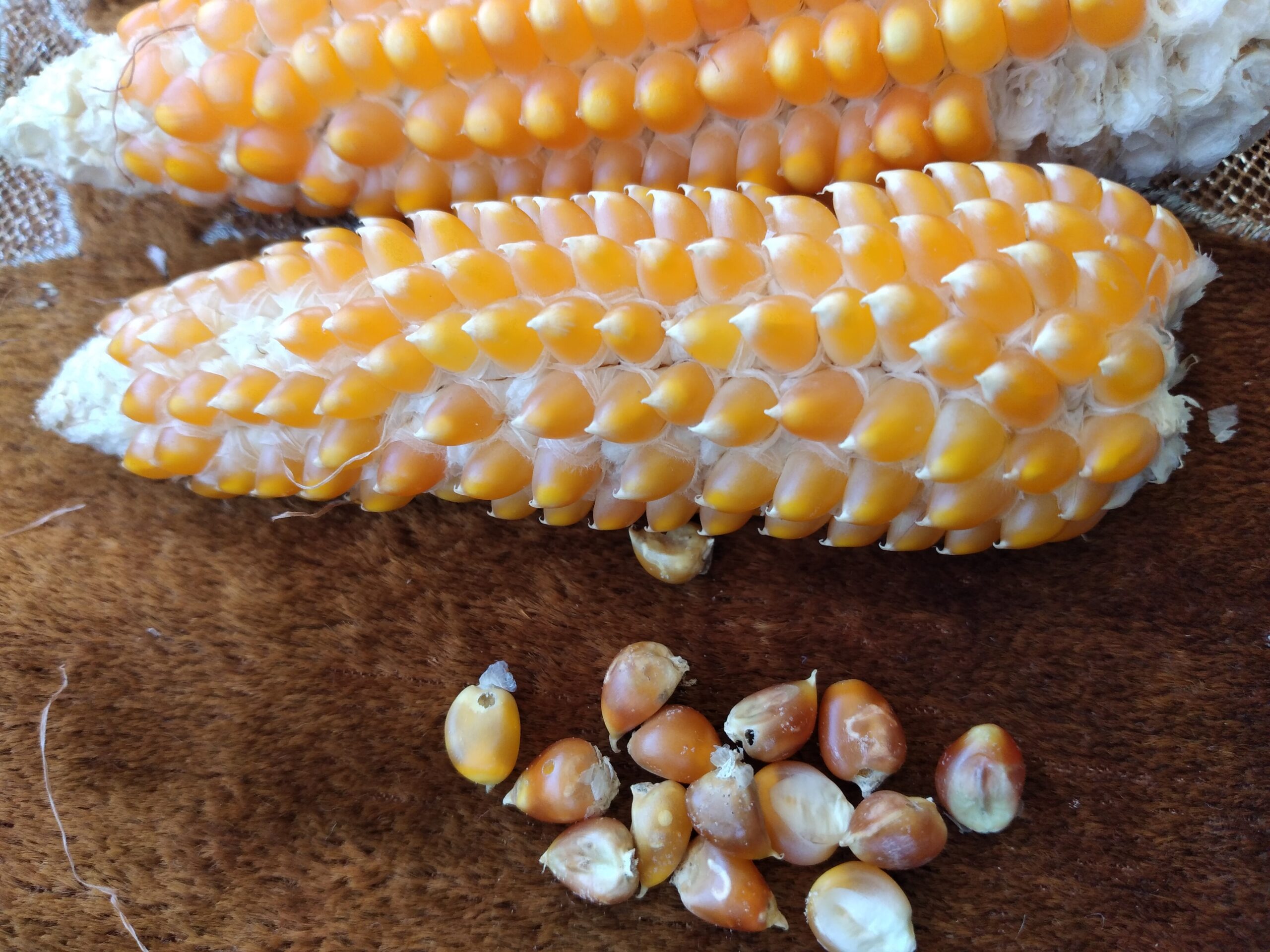 Jagung pod, dengan ujung runcing. Foto: Moh Tamimi/ Mongabay Indonesia