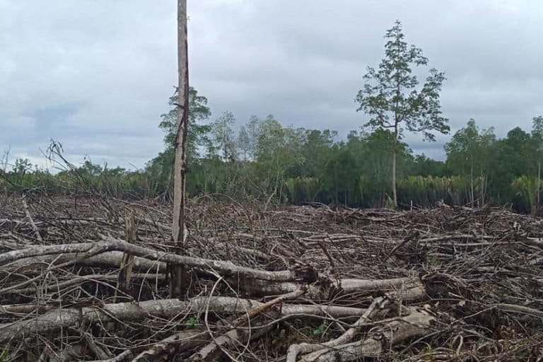 Hutan mangrove di Desa Simau Galela terbabat untuk perkebunan singkong perusahaan. Foto: Radios simanjuntak