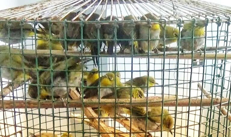 Dalam sebulan puluhan ribu burung diselundupkan lewat Sumut ke Jawa. Foto: Ayat S Karokaro/ Mongabay Indonesia