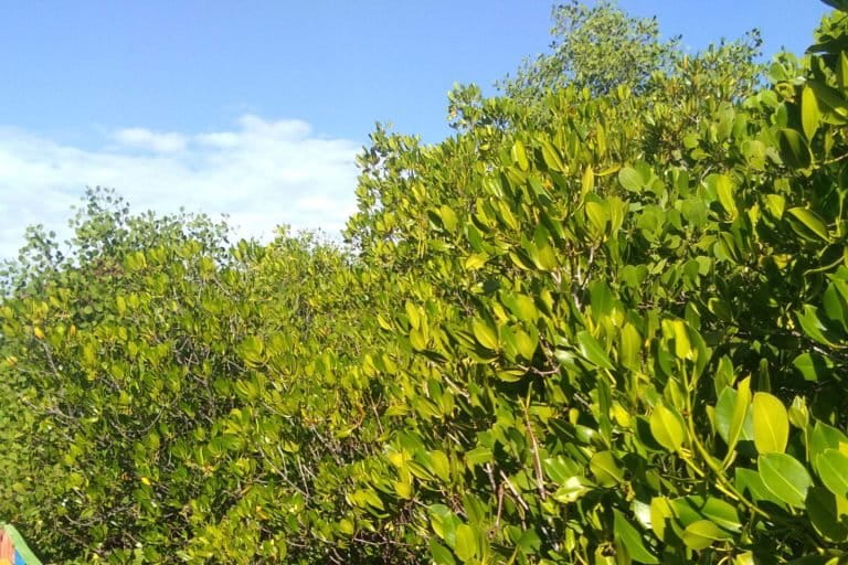 Hutan mangrove nan rimbun di Lembung, jadi ekowisata. Foto: Gafur Abdullah/ Mongabay Indonesia