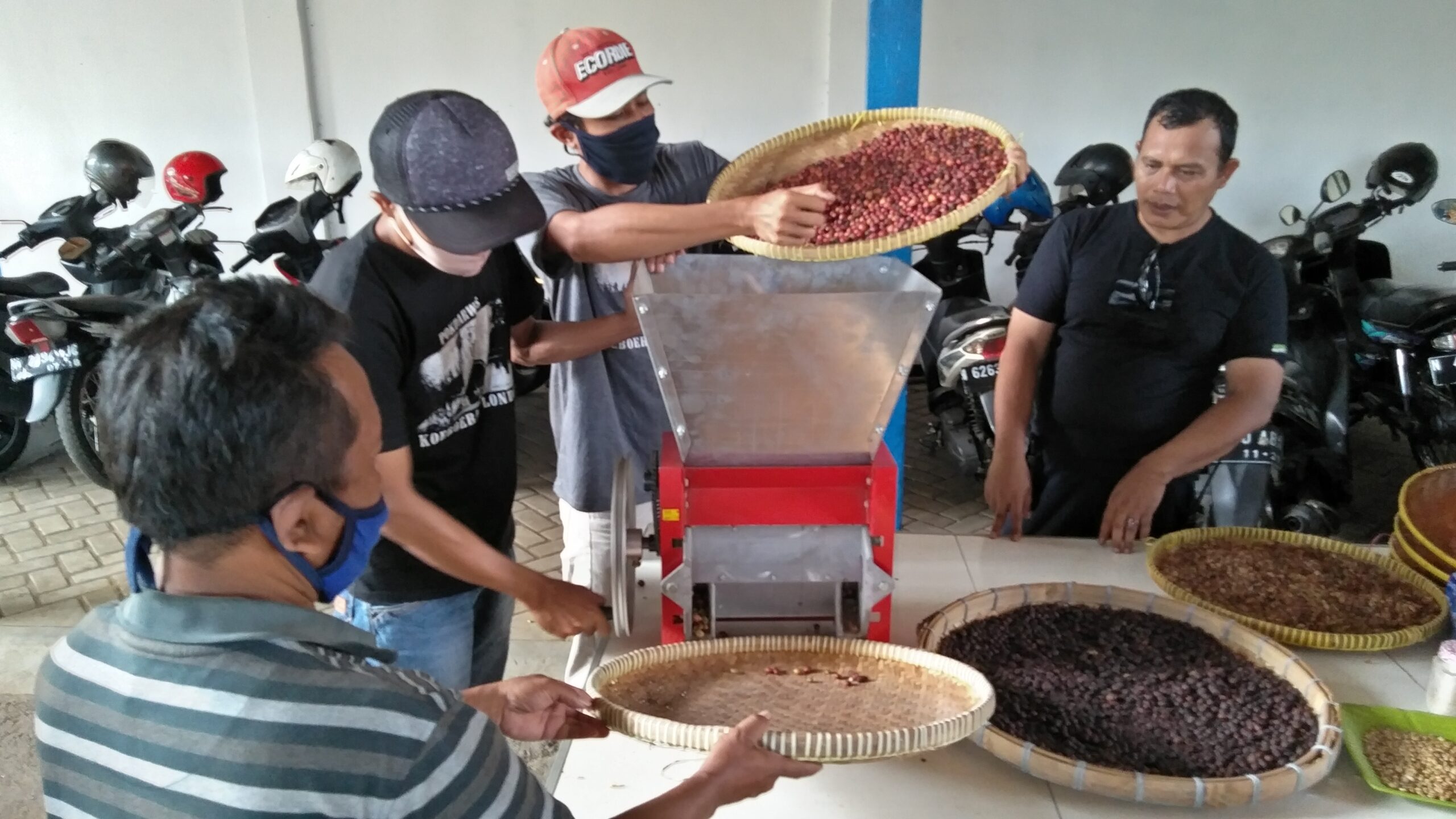 Proses pembuatan Kopi Tulang. Foto: Eko Widianto/ Mongabay Indonesia