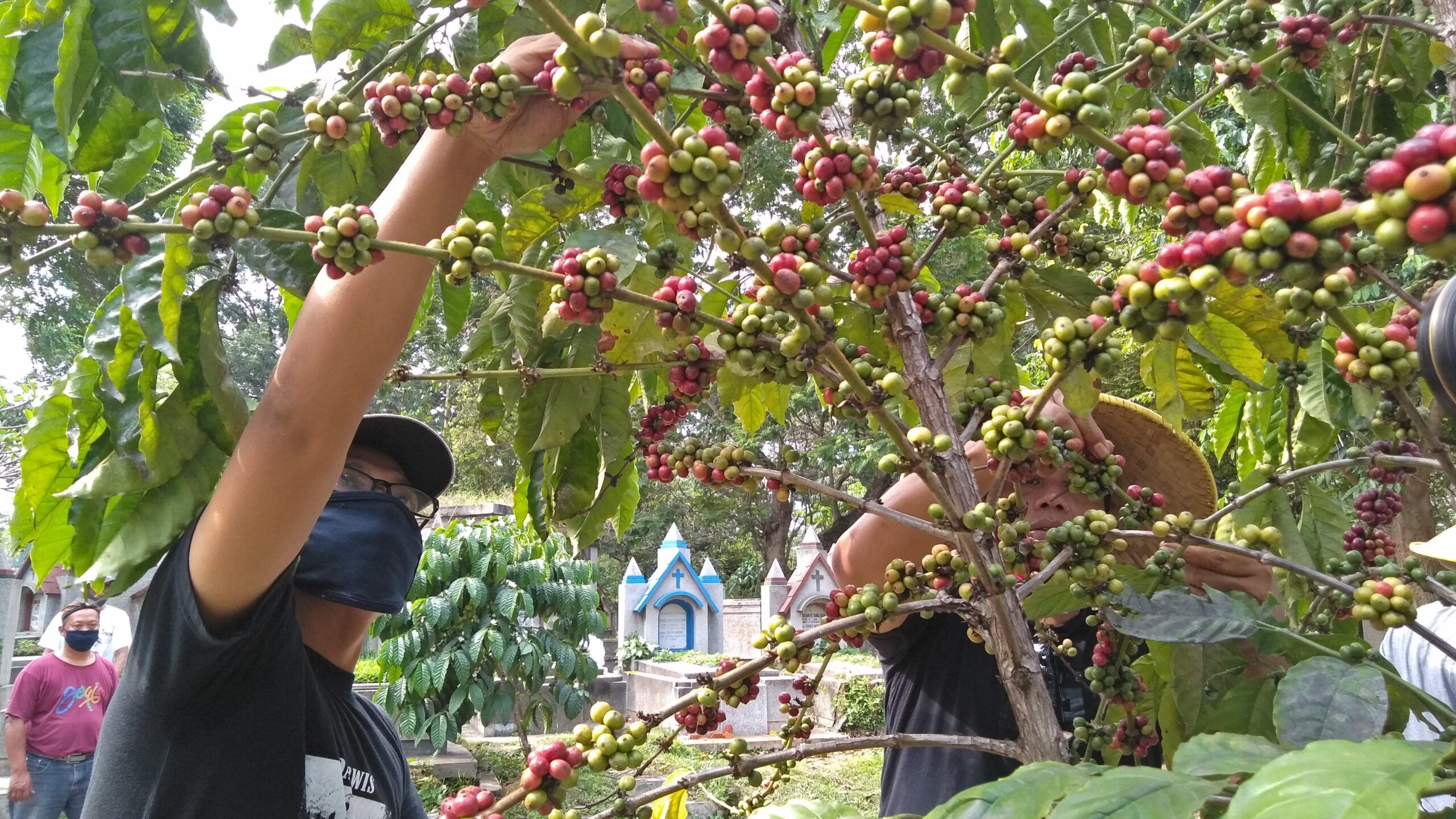 Panen cabe di TPU Sukun, Malang. Foto: Eko Widianto/ Mongabay Indonesia