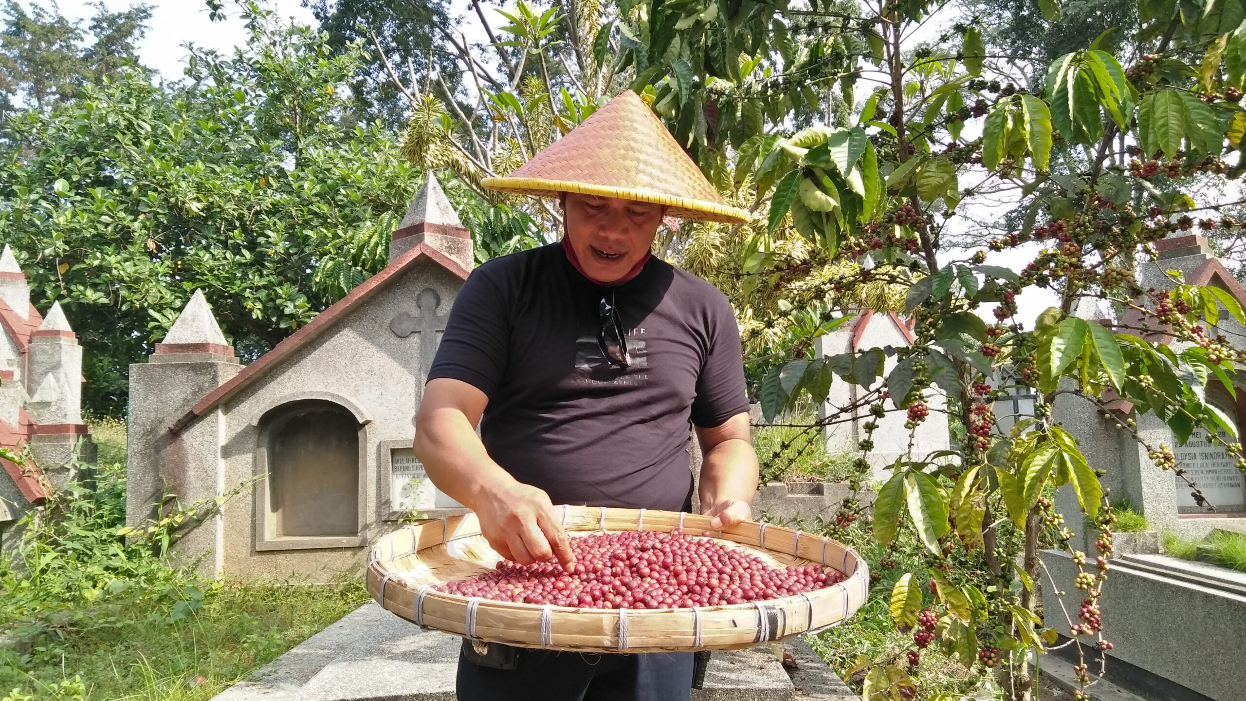 Panen kopi di TPU Sukun. Foto: Eko Widianto/ Mongabay Indonesia