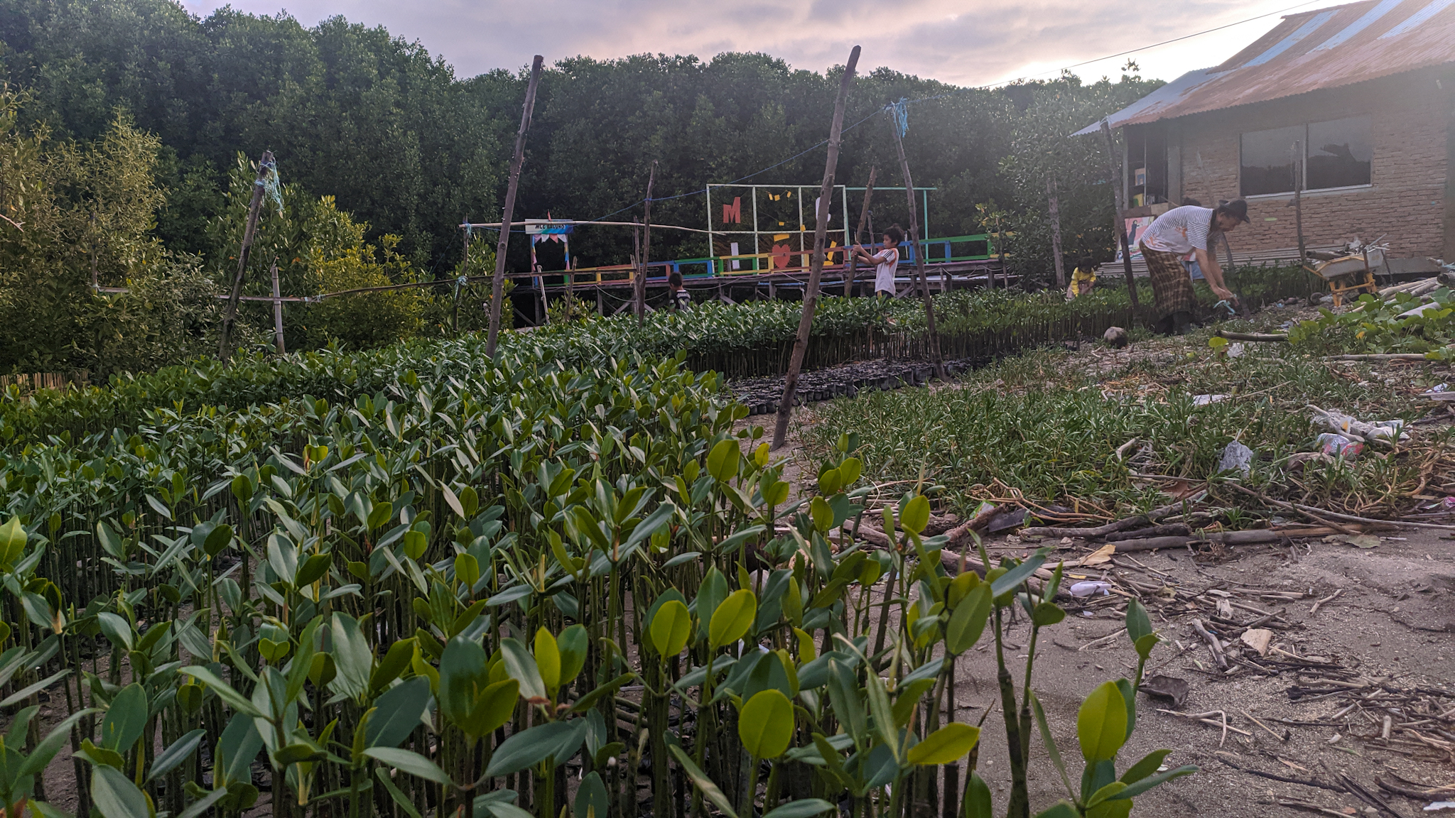 Pejang petang di tempat pembibitan MLC. Foto: Agus Mawan/ Mongabay Indonesia