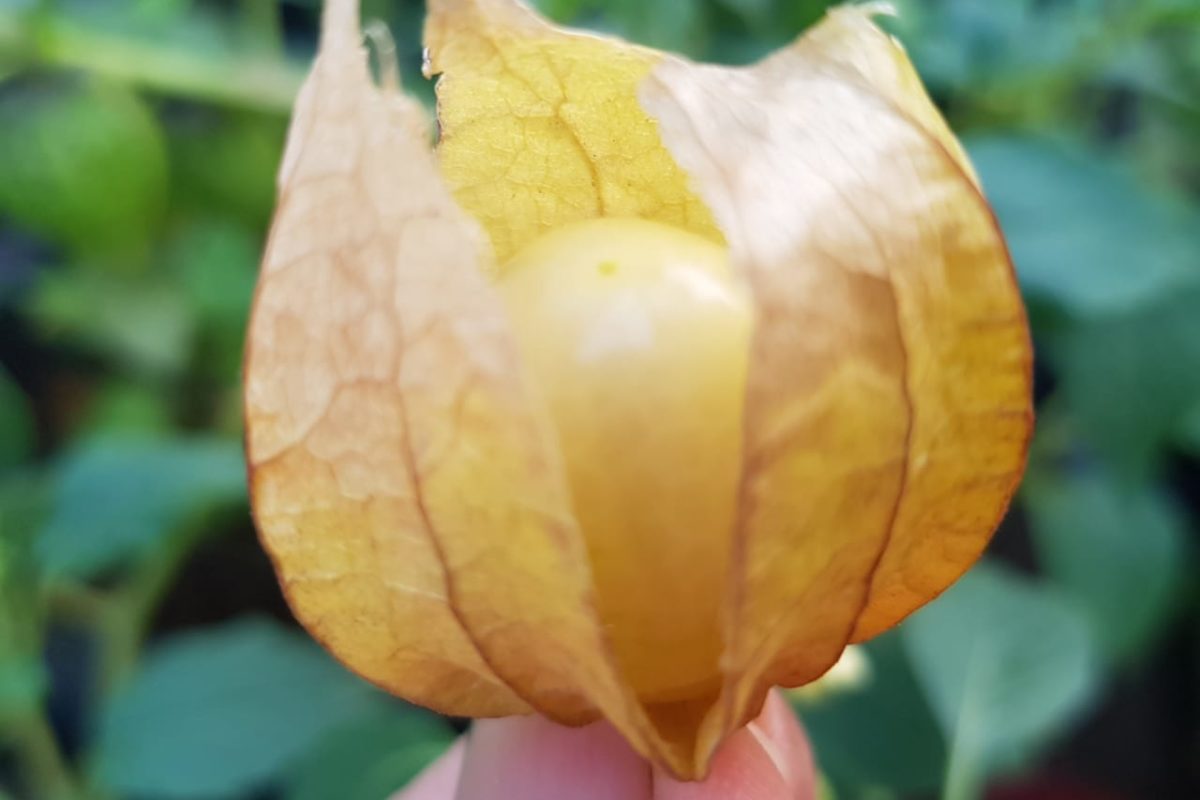 Buah ciplkukan, orang juga menyebutnya, superfood! Foto: Sapariah Saturi/ Mongabay Indonesia