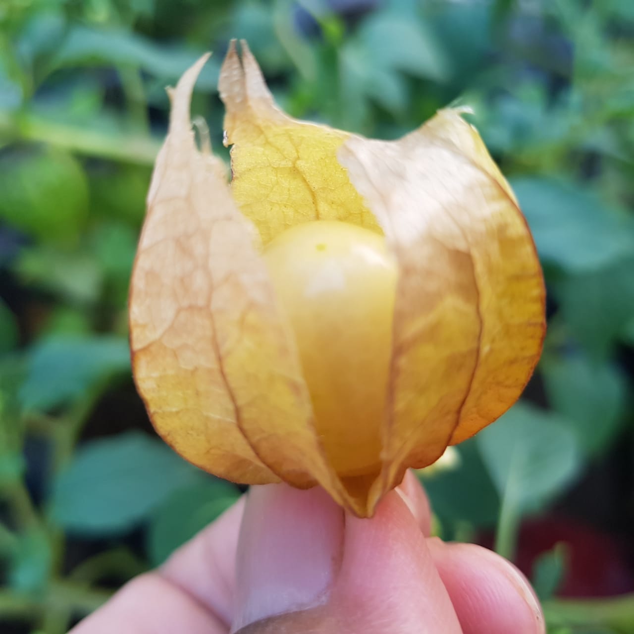 Buah ciplkukan, orang juga menyebutnya, superfood! Foto: Sapariah Saturi/ Mongabay Indonesia
