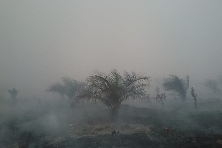 Perkebunawit PT BEP di Jambi, yang terbakar hebat lathun lalu. Foto: Yitno Suprapto/ Mongabay Indonesia