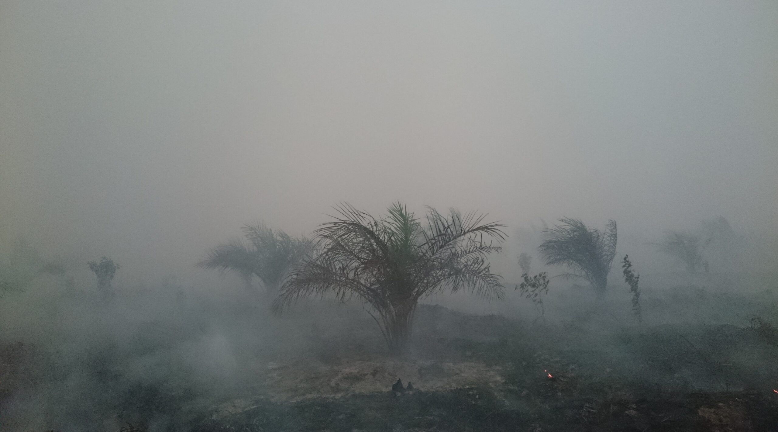 Perkebunawit PT BEP di Jambi, yang terbakar hebat lathun lalu. Foto: Yitno Suprapto/ Mongabay Indonesia
